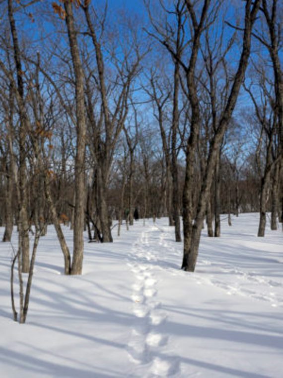 Japan Hokkaido, Hokkaido Walking , Mt.Moan, Walkopedia