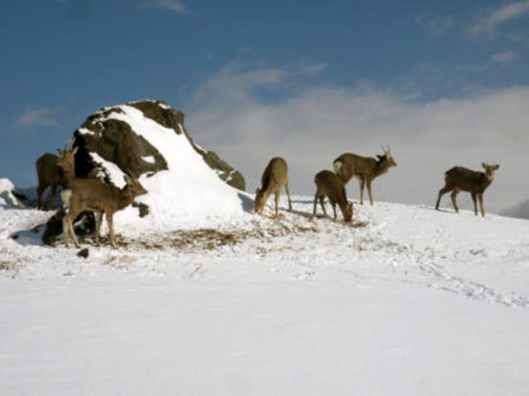 Japan Hokkaido, Hokkaido Walking , Shiretoko deer, Walkopedia