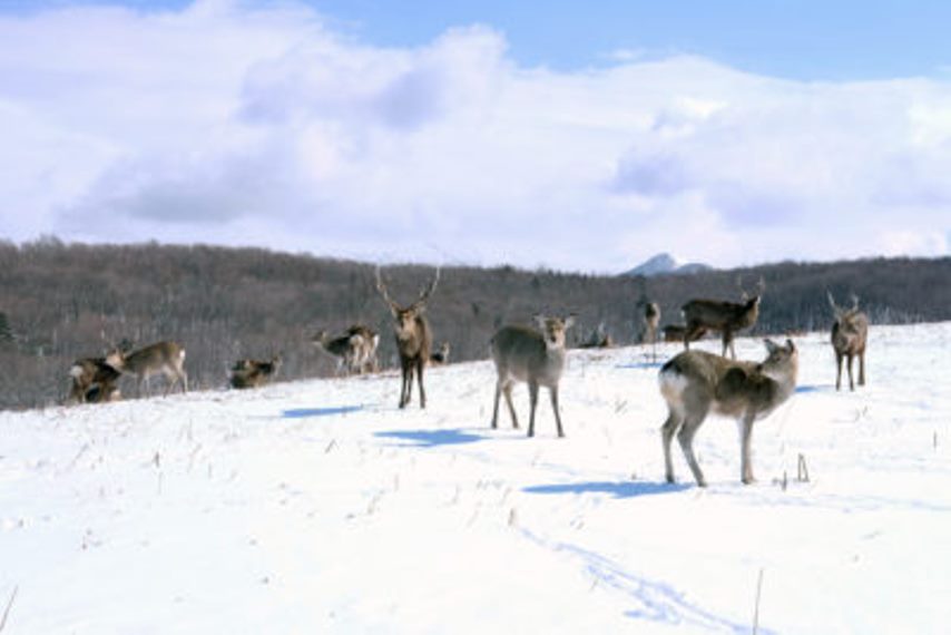 Japan Hokkaido, Hokkaido Walking , Shiretoko deer, Walkopedia