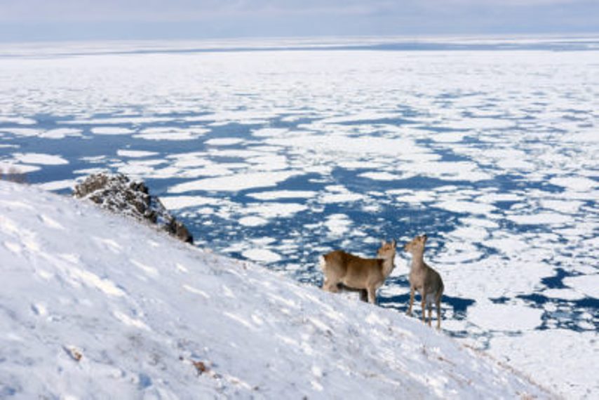 Japan Hokkaido, Hokkaido Walking , Shiretoko deer, Walkopedia