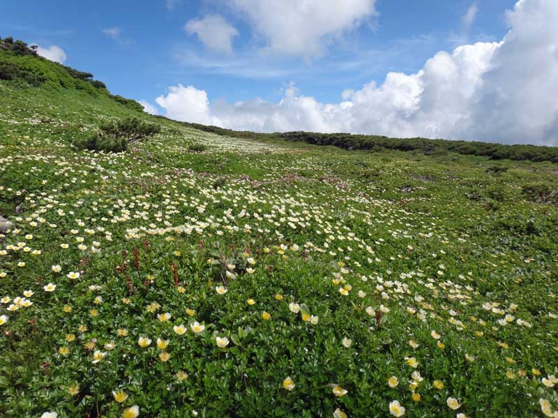 Japan Hokkaido: Daisetsu-zan, Daisetsu-zan NP, Hokkaido Hike- alpine flowers Daisetsuzan, Walkopedia