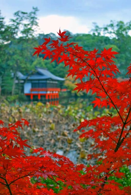 Japan Kyushu, Kunisaki Peninsula, Autumn maple leaves at Usa Shinto Shrine, Walkopedia