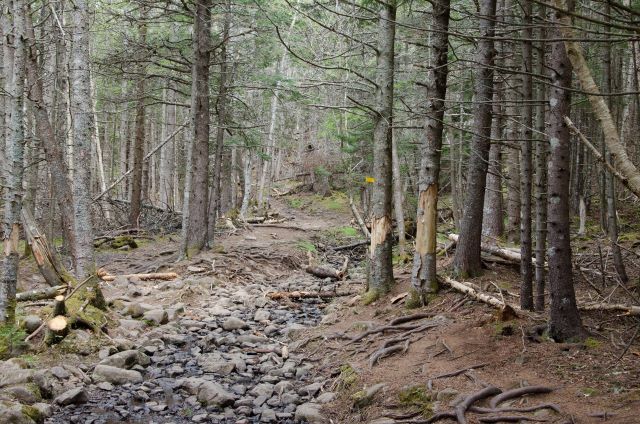 Cape Split Trail - © Flickr user - Raphael Pappert Cape Split Trail: Cape Split Trail - © Flickr user - Raphael Pappert