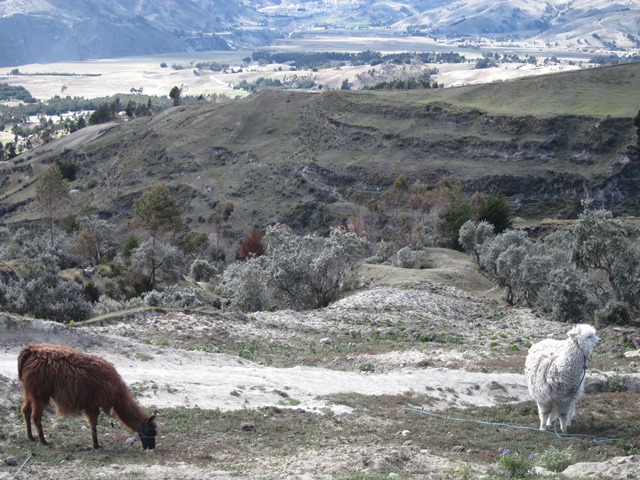 Ecuador Central Andes:Quilotoa Area, Lake Quilotoa Circuit, , Walkopedia