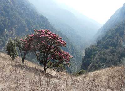 Nepal Annapurna & Mustang Region, Annapurna Sanctuary, , Walkopedia