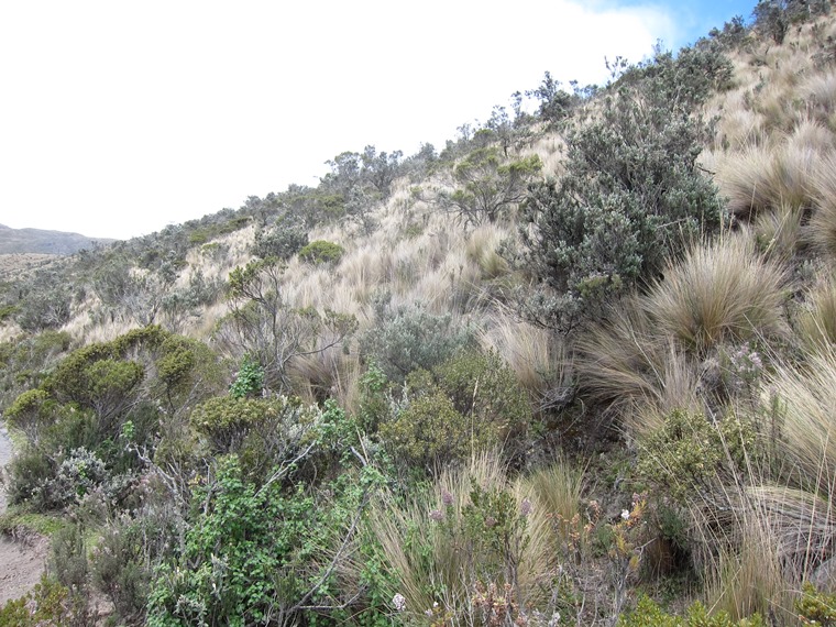 Ecuador Central Andes: Cotopaxi Area, Cotopaxi Circuit/Loop, Lovely shrubby paramo, Walkopedia