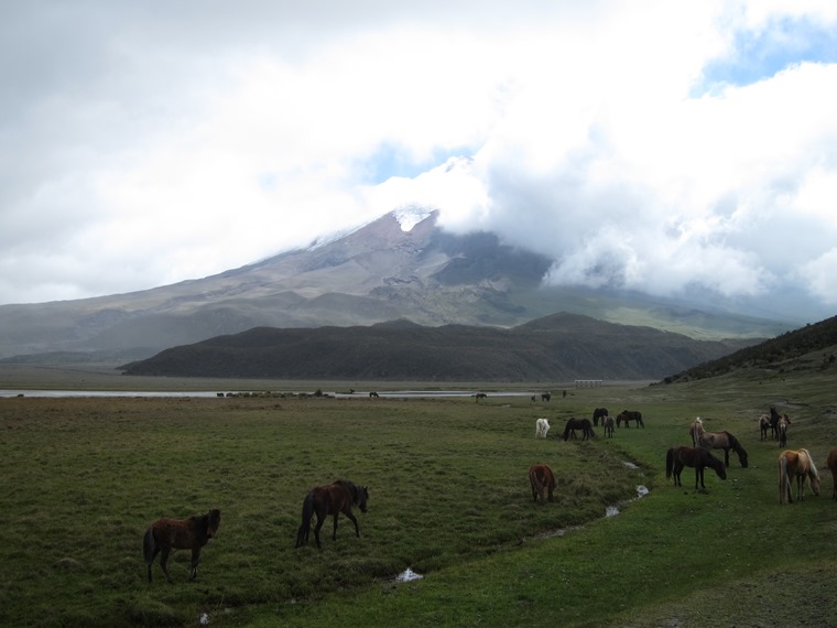 Ecuador Central Andes: Cotopaxi Area, Cotopaxi Circuit/Loop, Cotopaxi over Limpiopungo herds, Walkopedia