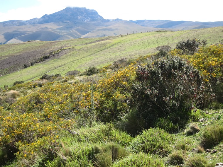 Ecuador Central Andes: Cotopaxi Area, Cotopaxi Area, Sincholahua from Ruminahui flank, Walkopedia