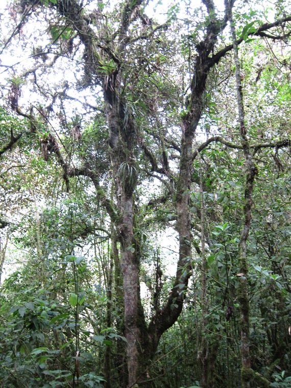 Ecuador Southern Andes: Cajas NP, Laguna Llaviuco, At Laguna Llaviuco, Walkopedia