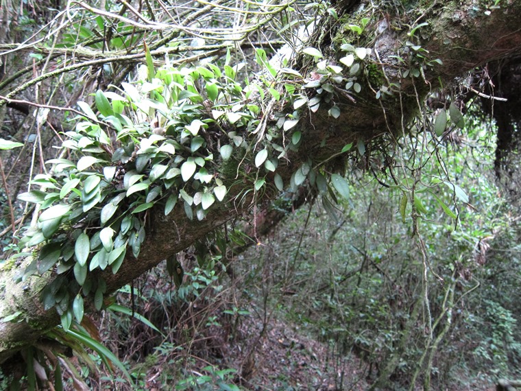 Ecuador Southern Andes: Cajas NP, Laguna Llaviuco, At Laguna Llaviuco, Walkopedia