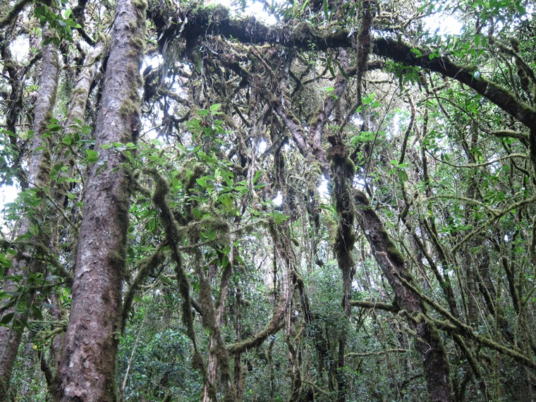 Ecuador Southern Andes: Cajas NP, Laguna Llaviuco, Cloud forest at Laguna Llaviuco, Walkopedia