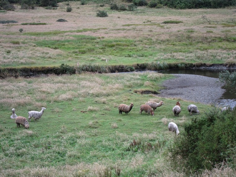 Ecuador Southern Andes: Cajas NP, Laguna Llaviuco, Above Laguna Llaviuco, Walkopedia