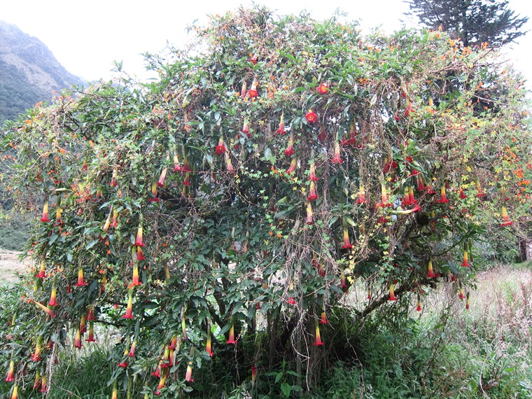 Ecuador Southern Andes: Cajas NP, Laguna Llaviuco, , Walkopedia