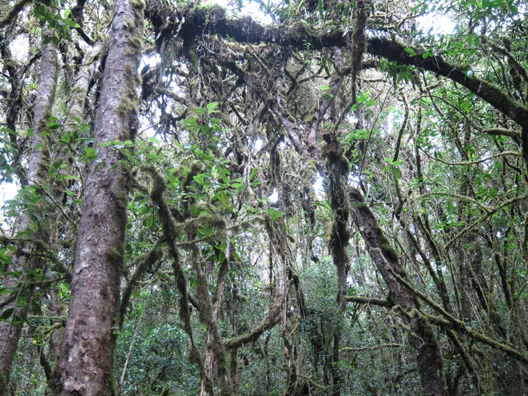 Ecuador Southern Andes: Cajas NP, Cajas Inca Road, Cloud forest at Laguna Llaviuco, Walkopedia