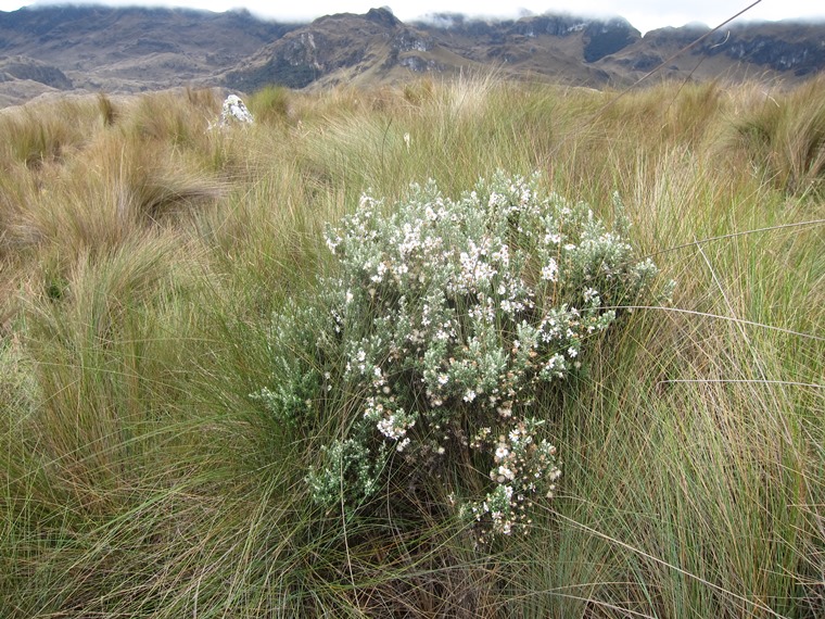 Ecuador Southern Andes: Cajas NP, Cajas NP, , Walkopedia