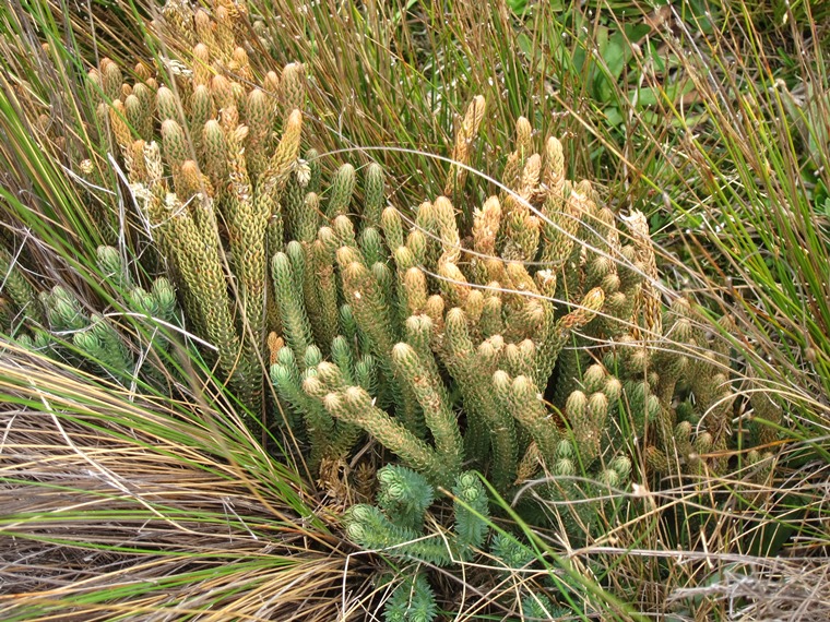 Ecuador Southern Andes: Cajas NP, Cajas NP, , Walkopedia