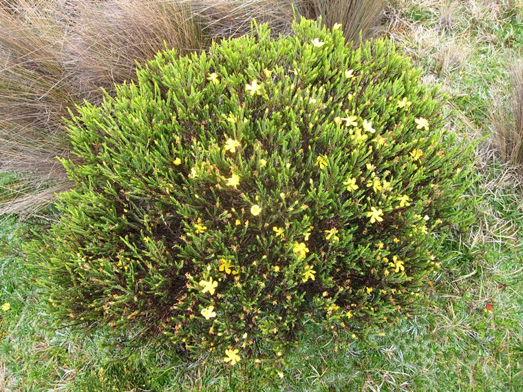 Ecuador Southern Andes: Cajas NP, Cajas NP, , Walkopedia