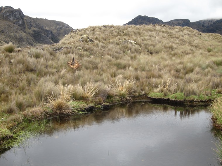 Ecuador Southern Andes: Cajas NP, Cajas NP, , Walkopedia