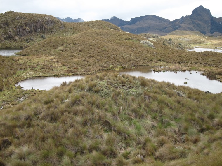 Ecuador Southern Andes: Cajas NP, Cajas NP, , Walkopedia