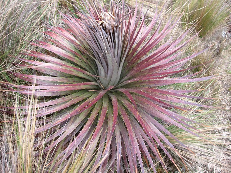 Ecuador Southern Andes: Cajas NP, Cajas NP, , Walkopedia