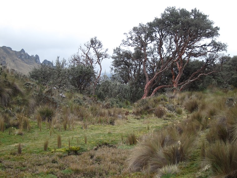 Ecuador Southern Andes: Cajas NP, Cajas NP, , Walkopedia