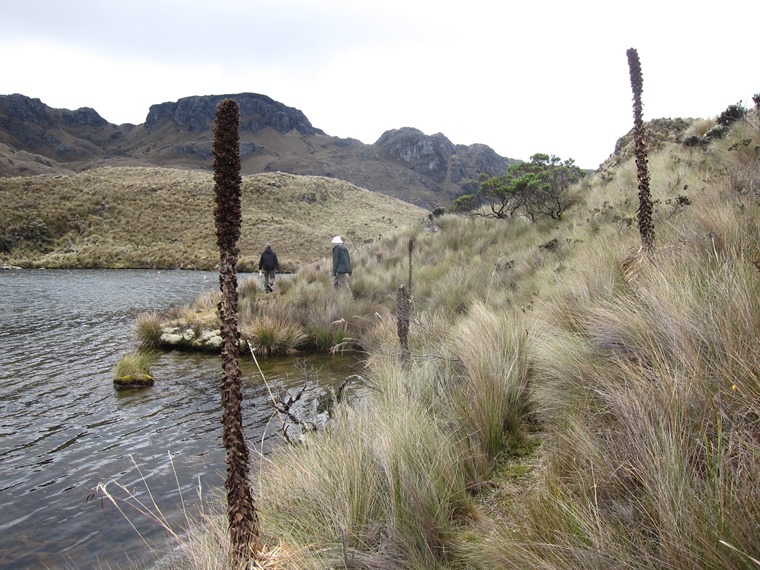 Ecuador Southern Andes: Cajas NP, Cajas NP, , Walkopedia