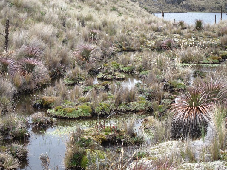 Ecuador Southern Andes: Cajas NP, Cajas NP, , Walkopedia