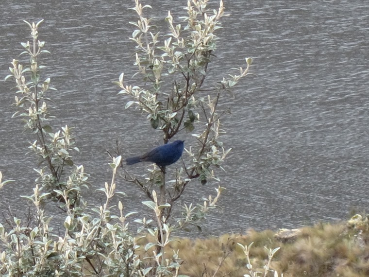 Ecuador Southern Andes: Cajas NP, Cajas NP, , Walkopedia