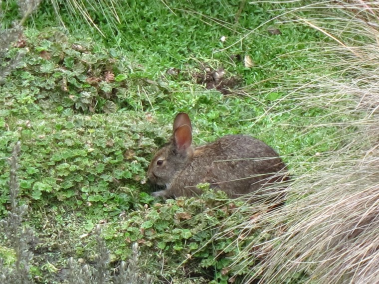 Ecuador Southern Andes: Cajas NP, Cajas NP, Paramo rabbit, Walkopedia