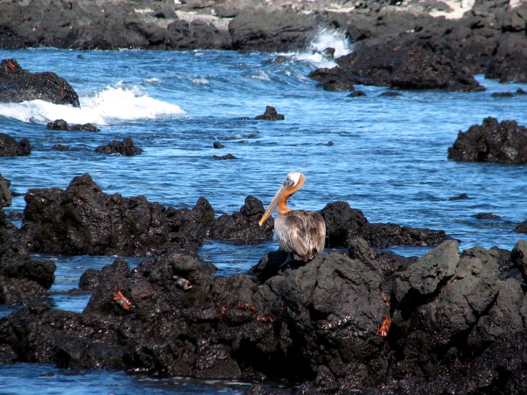 Ecuador Galapagos Islands, Volcan Alcedo, Isabela, Brown Pelican, Urbina bay at the base of Alcedo Volcano, Isabela, Walkopedia