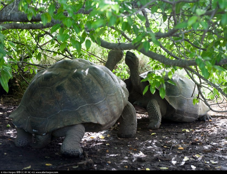 Ecuador Galapagos Islands, Volcan Alcedo, Isabela, Galapagos tortoise greeting ceremony, Walkopedia