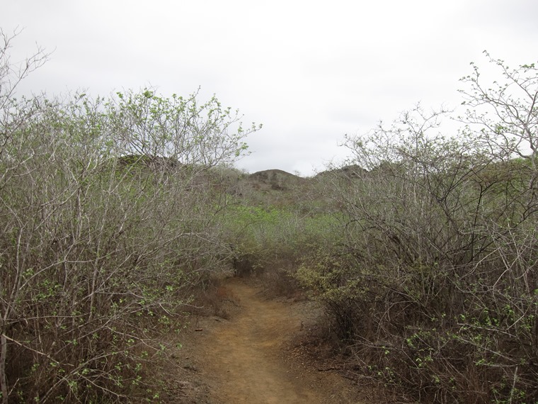 Ecuador Galapagos Islands, Darwin Lake, Isabela, Lava fields and quiet bush from high ridge, Walkopedia