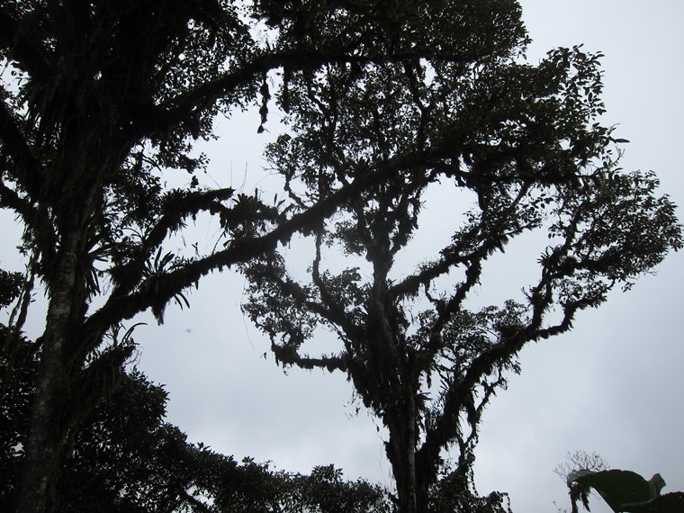 Ecuador Andes: Quito Area, Bellavista Cloud Forest Reserve, , Walkopedia