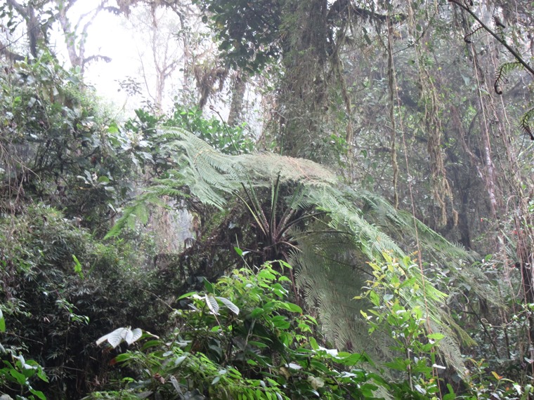 Ecuador Andes: Quito Area, Bellavista Cloud Forest Reserve, , Walkopedia