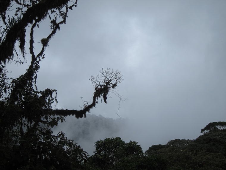 Ecuador Andes: Quito Area, Bellavista Cloud Forest Reserve, , Walkopedia