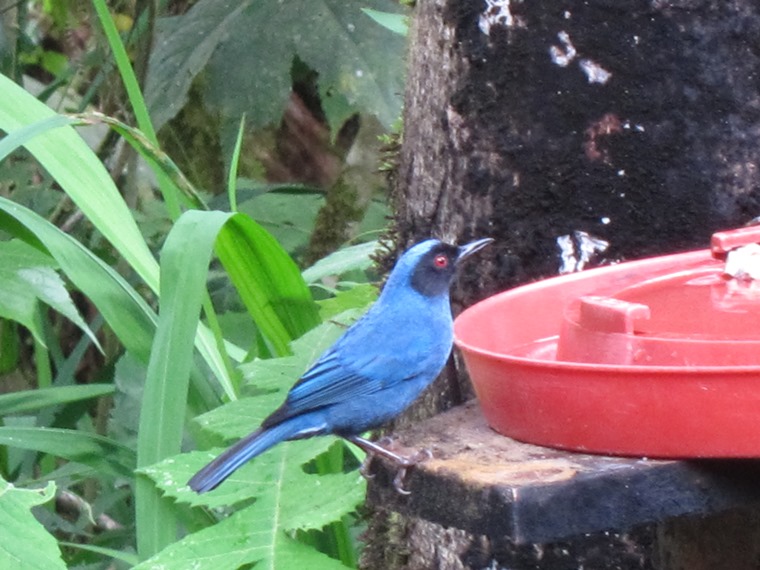 Ecuador Andes: Quito Area, Bellavista Cloud Forest Reserve, , Walkopedia