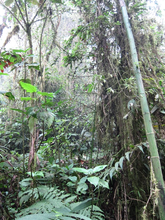 Ecuador Andes: Quito Area, Bellavista Cloud Forest Reserve, , Walkopedia