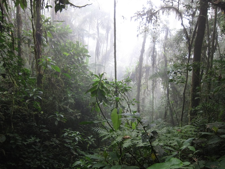 Ecuador Andes: Quito Area, Bellavista Cloud Forest Reserve, , Walkopedia