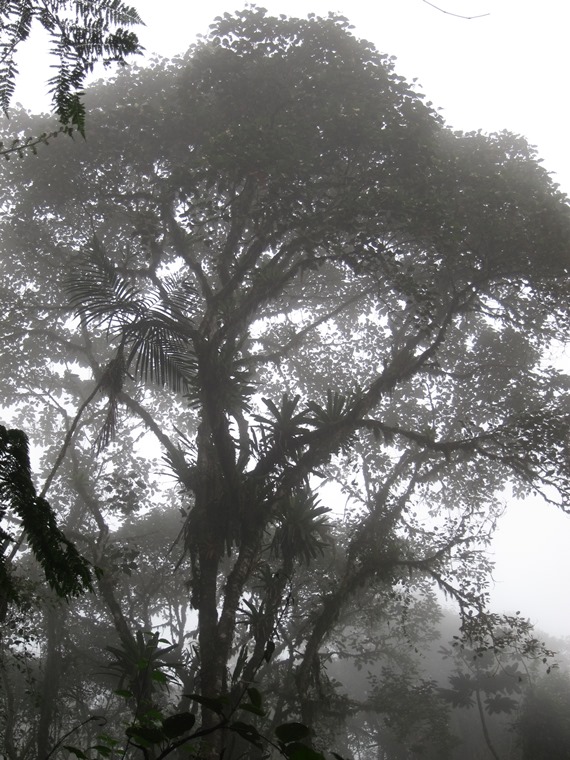 Ecuador Andes: Quito Area, Bellavista Cloud Forest Reserve, , Walkopedia