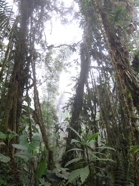 Ecuador Andes: Quito Area, Bellavista Cloud Forest Reserve, , Walkopedia