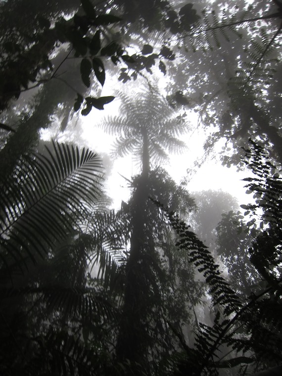 Ecuador Andes: Quito Area, Bellavista Cloud Forest Reserve, , Walkopedia