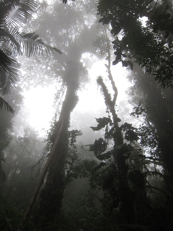 Bellavista Cloud Forest Reserve: © William Mackesy