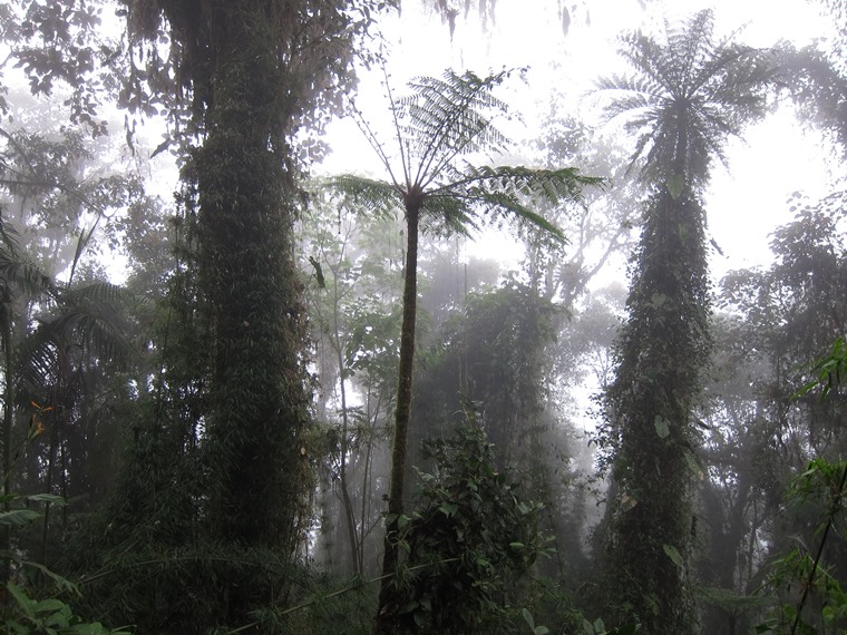 Ecuador Andes: Quito Area, Bellavista Cloud Forest Reserve, , Walkopedia