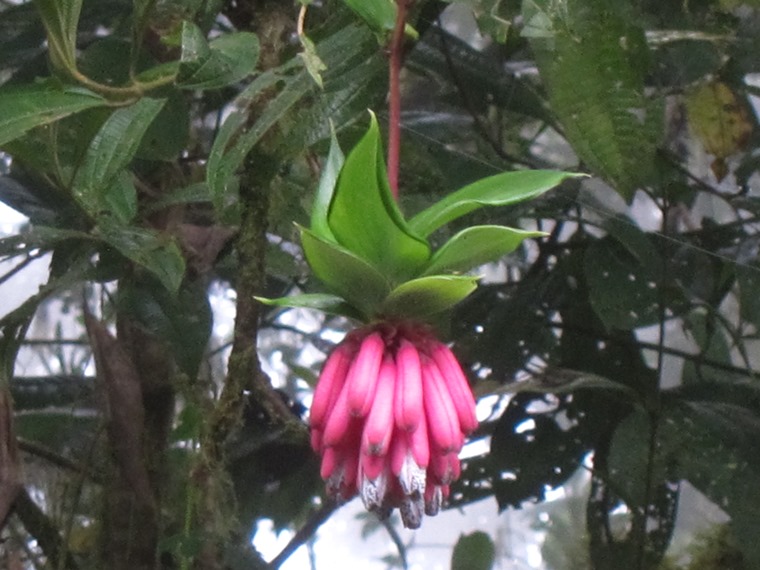 Ecuador Andes: Quito Area, Bellavista Cloud Forest Reserve, , Walkopedia