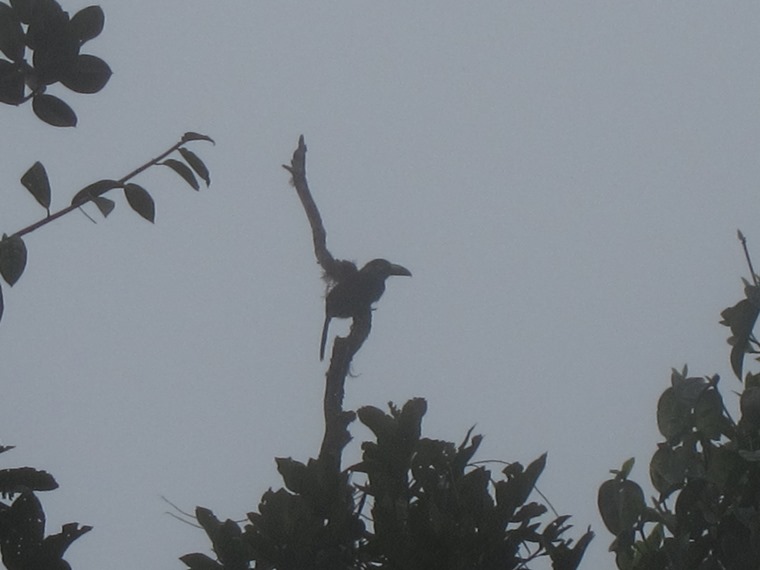 Ecuador Andes: Quito Area, Bellavista Cloud Forest Reserve, Toucan, Walkopedia