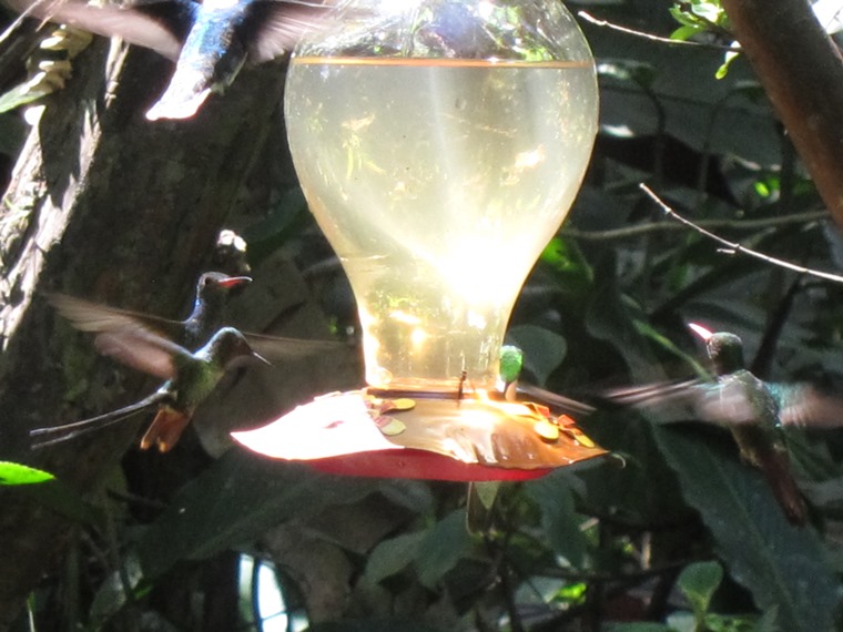 Ecuador Andes: Quito Area, Bellavista Cloud Forest Reserve, Humming birds in action, Walkopedia