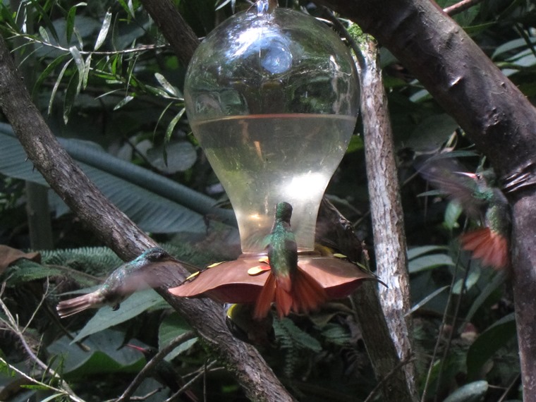 Ecuador Andes: Quito Area, Bellavista Cloud Forest Reserve, Humming birds in action, Walkopedia