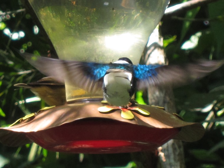 Ecuador Andes: Quito Area, Bellavista Cloud Forest Reserve, Humming birds in action, Walkopedia