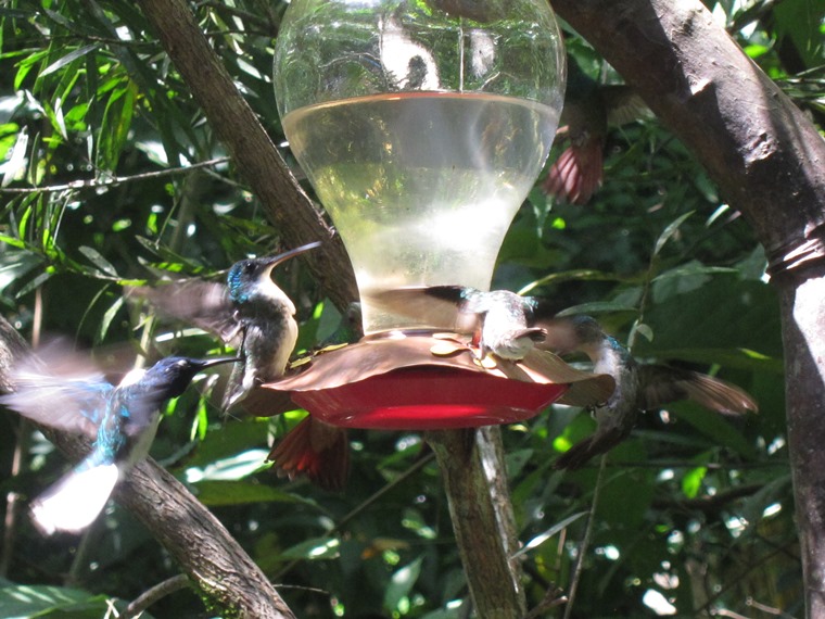 Ecuador Andes: Quito Area, Bellavista Cloud Forest Reserve, Humming birds in action, Walkopedia