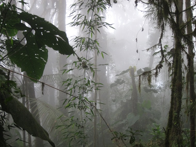 Bellavista Cloud Forest Reserve: © William Mackesy